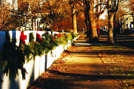 Tree light fence plant Photo