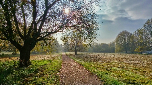 Landscape tree nature forest Photo