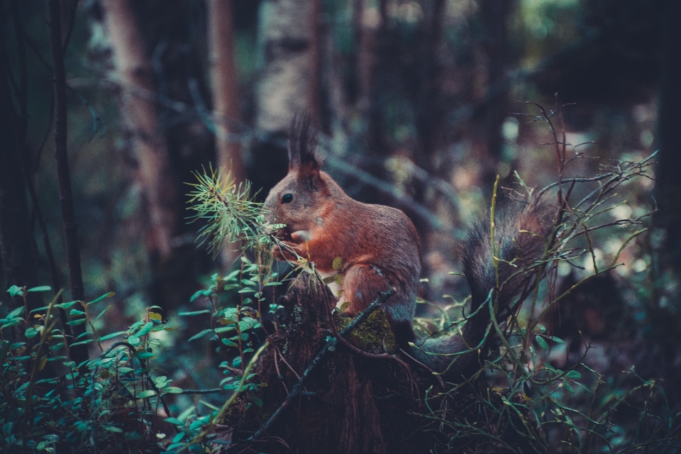 Drzewo natura las zwierzę