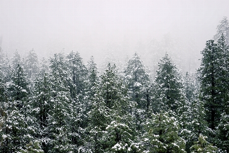 Landscape tree nature forest Photo