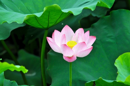 Foto Planta hoja flor pétalo