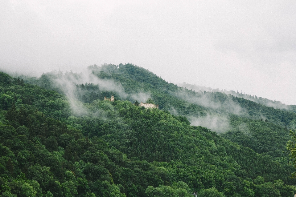 Paesaggio albero natura foresta