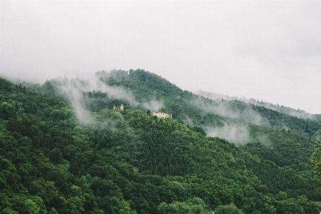 風景 木 自然 森 写真