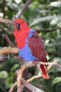 鳥 野生動物 嘴 fauna 写真