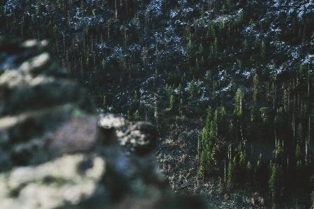 木 自然 森 荒野
 写真