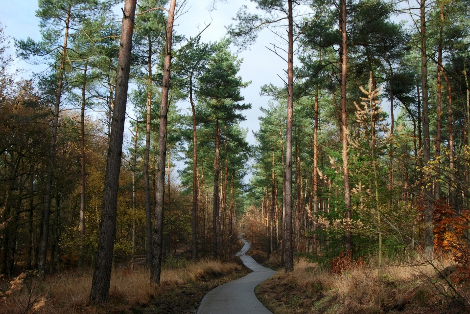 Landschaft baum natur wald