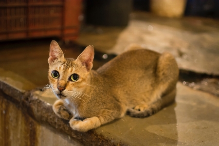 Foto Anak kucing mamalia fauna