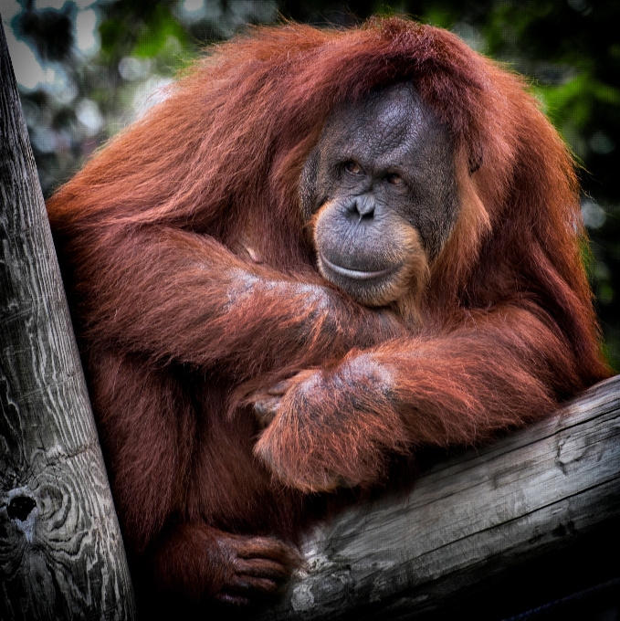 Tier tierwelt zoo säugetier