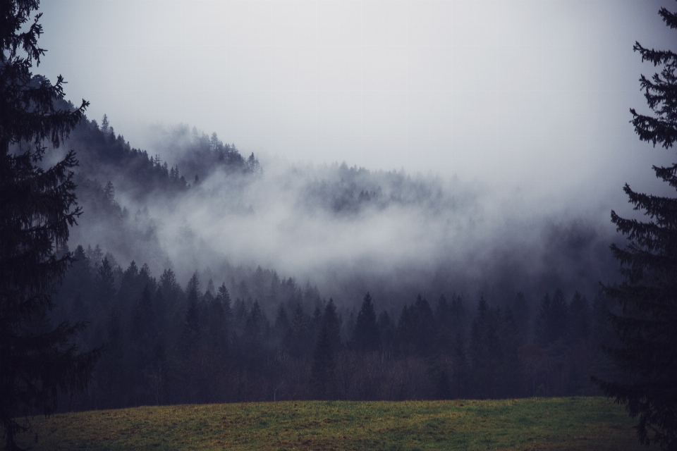 Landscape tree nature forest