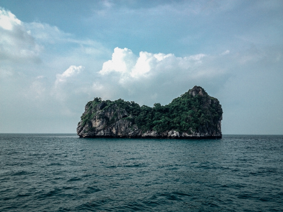 海 海岸 树 水