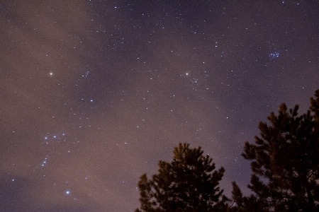 Tree sky night star Photo