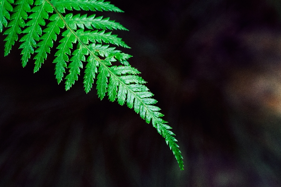 Baum natur zweig anlage