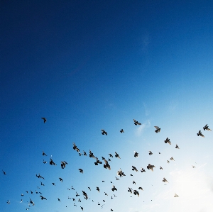 Bird wing sky flock Photo