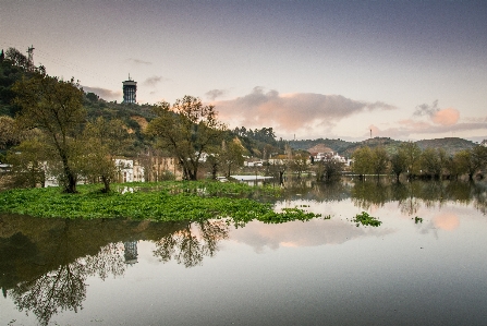 風景 木 水 自然 写真