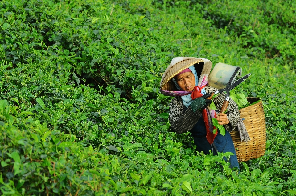 Forêt herbe femme champ