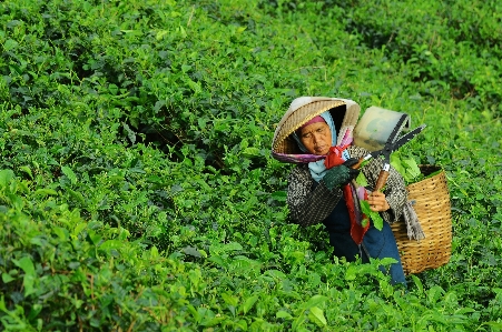 Foto Floresta grama mulher campo