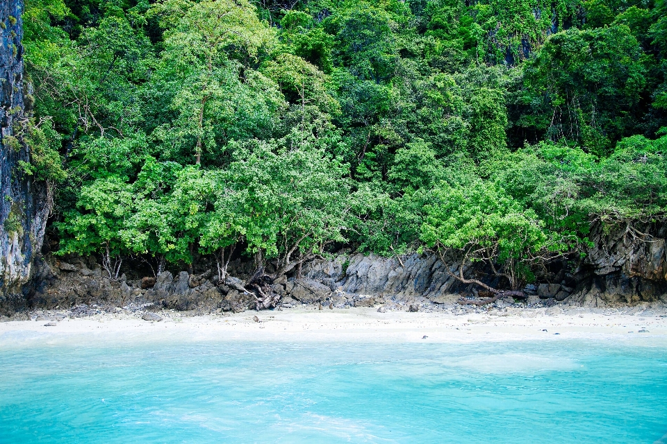 Plage mer arbre eau