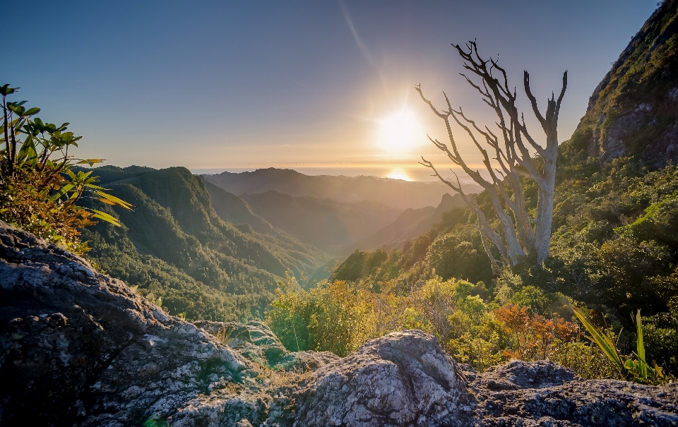 Paesaggio albero natura rock