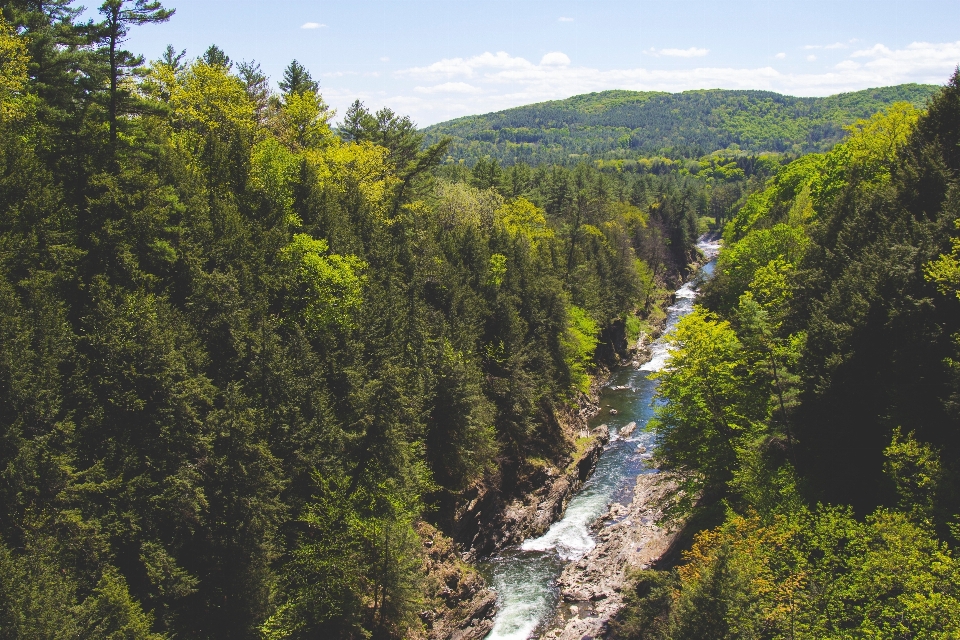 Baum wald wasserfall wildnis
