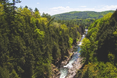 Tree forest waterfall wilderness Photo