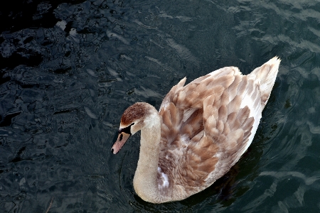 Water nature bird wing Photo