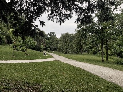 Tree grass structure lawn Photo