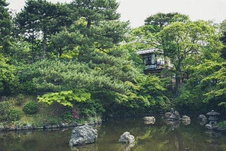 Foto Pohon hutan rock rumah