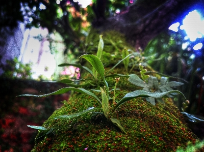 Tree nature forest grass Photo