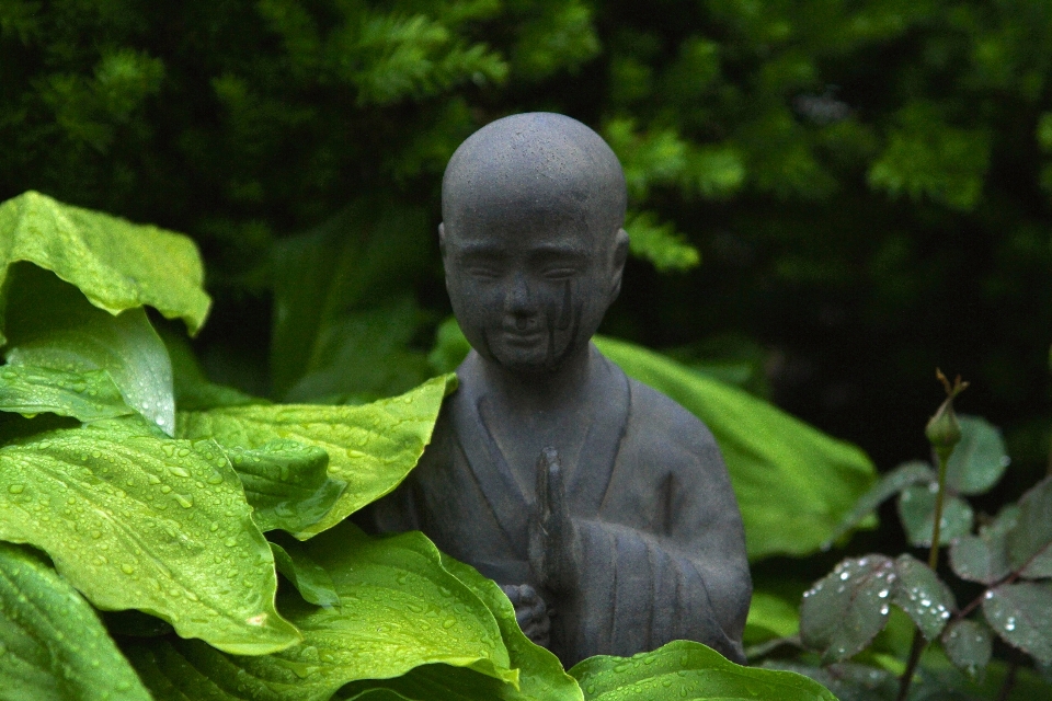 自然 森林 植物 叶子