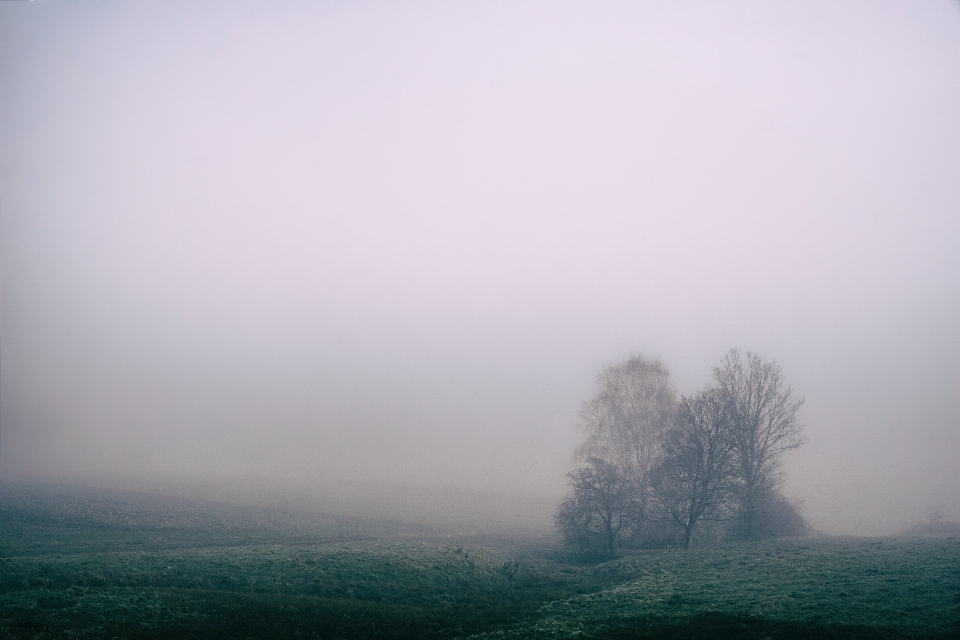 Albero natura orizzonte nube