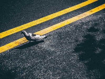 Photo Oiseau aile lumière route