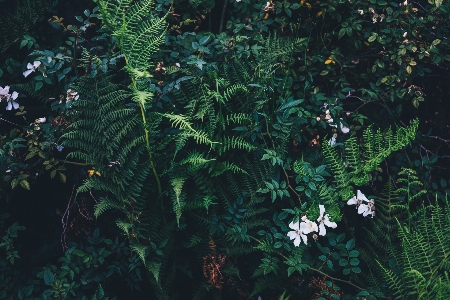 Forest branch plant leaf Photo