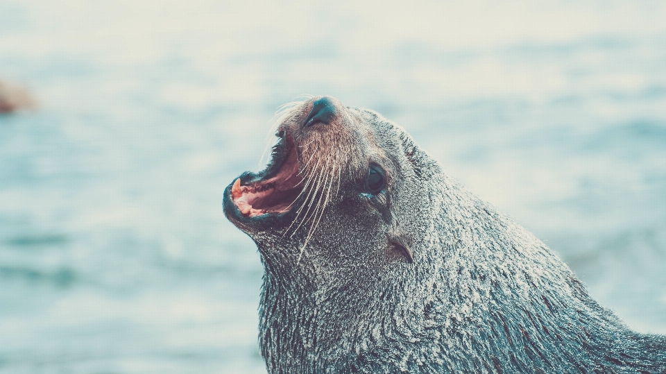 Sea dog animal mammal