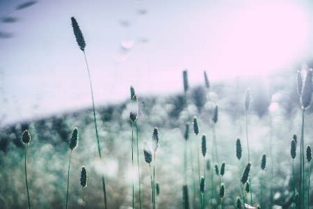 草 クラウド 空 靄 写真