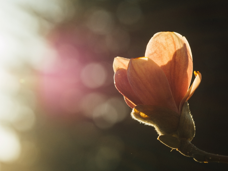 Nature blossom light plant