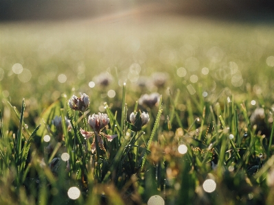 Water nature grass dew Photo