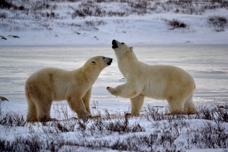 Snow winter bear wildlife Photo