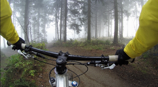 Tree forest wood fog Photo