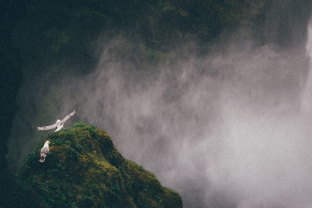 Sea waterfall mountain bird Photo