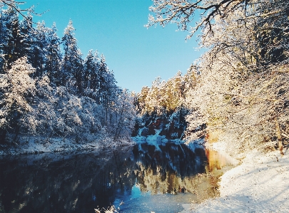 Фото дерево вода природа лес