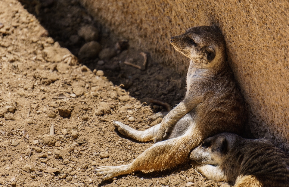 Tierwelt zoo katze säugetier