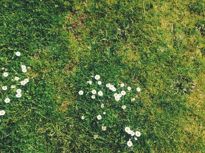 木 森 草 植物 写真