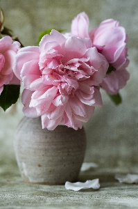 Blossom plant flower petal Photo