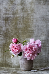 Blossom plant leaf flower Photo