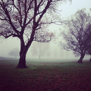 Foto Paisagem árvore natureza grama