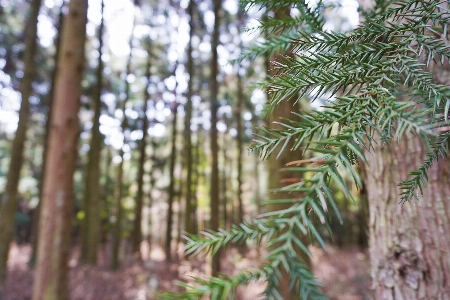 Foto Albero foresta ramo pianta