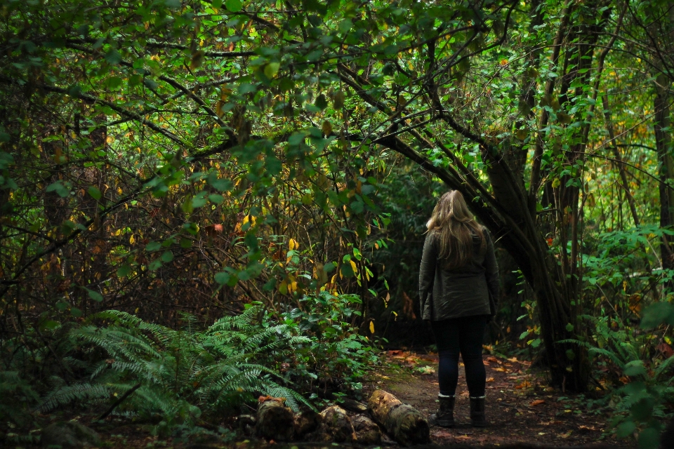 árvore natureza floresta ar livre