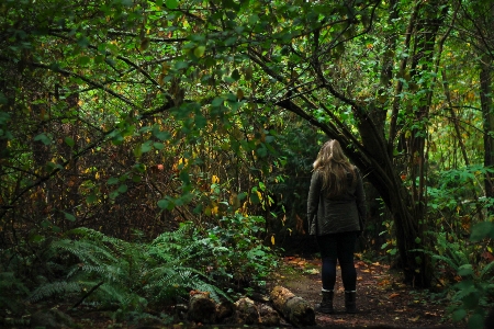 Foto árbol naturaleza bosque exterior