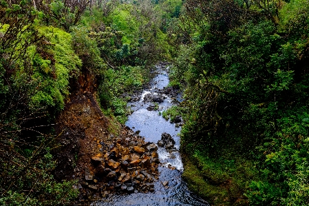 Tree water nature forest Photo