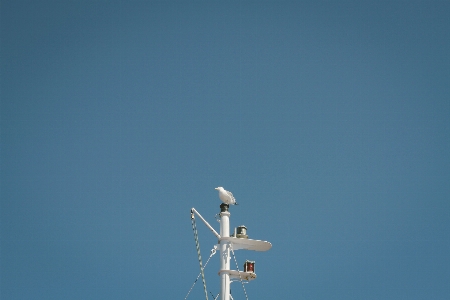 Photo Mer extérieur oiseau aile